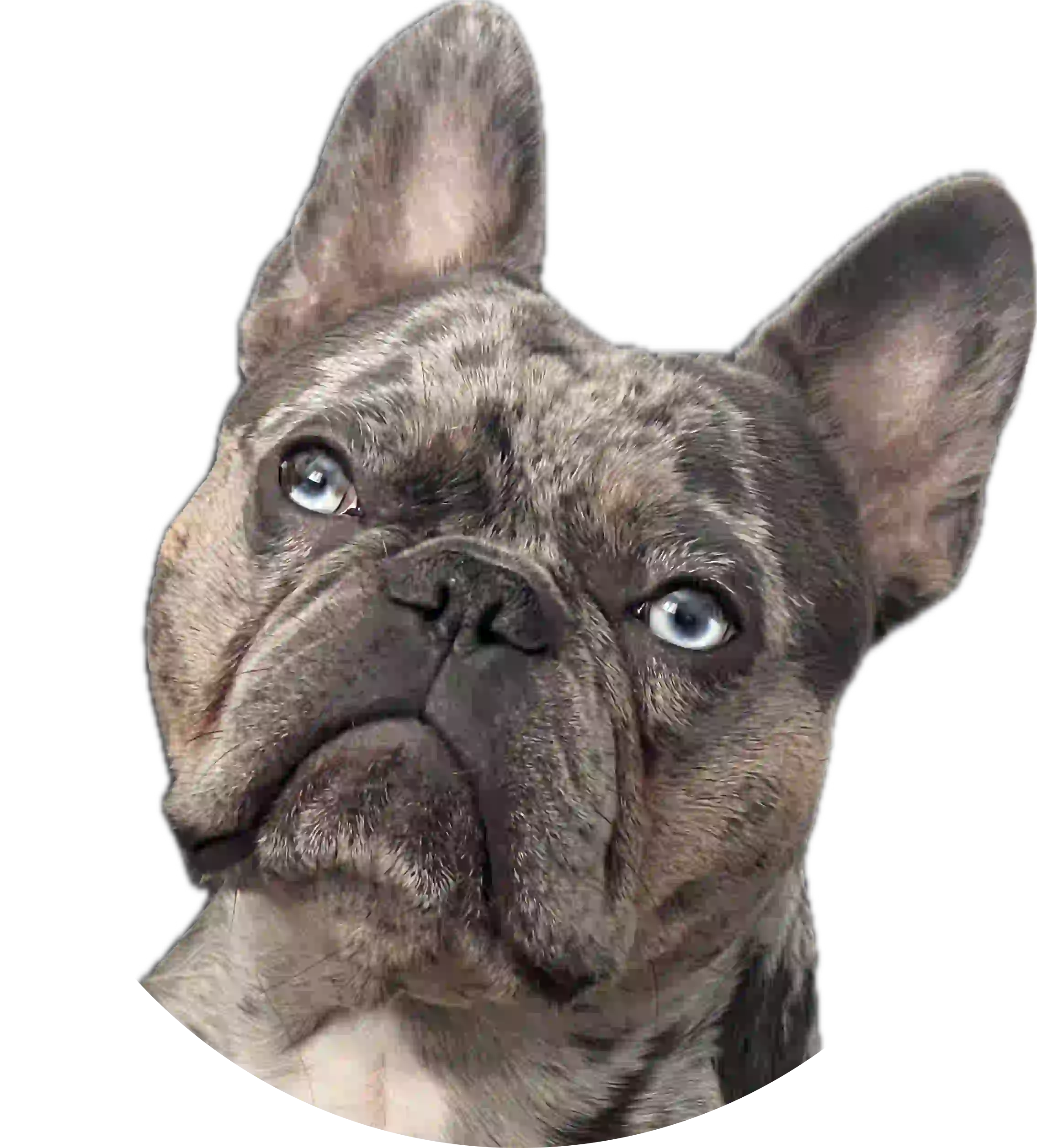 frenchie